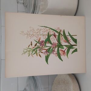 Antique Botanical Print Butterfly Flower Vintage